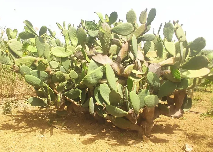 Villa Agave